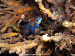 Mandarin Fish Mating time by Muhamad Eddin Syazri Hamzah 